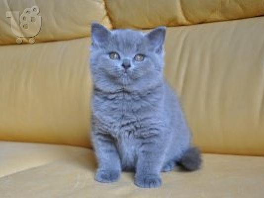 PoulaTo: Χαριτωμένα βρετανικά μπλε κοντότριχα γατάκια μόνο whatsapp (+63-995-461-6242)