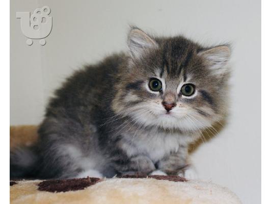 PoulaTo: Za prodaju sibirske mačke i mačići kontaktirajte preko (whatsapp 32460219218) ili (viber 237679571657)