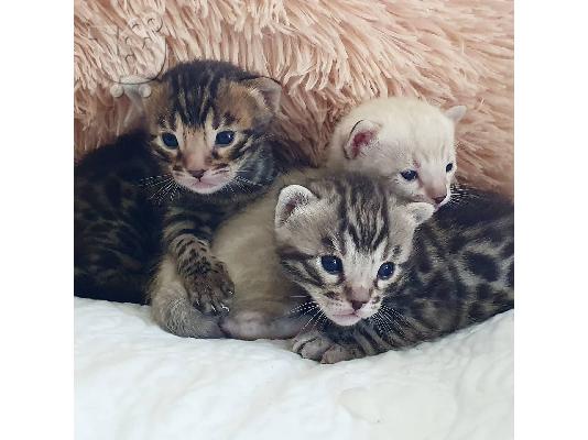 PoulaTo: όμορφης γέννας Bengal Kittens.