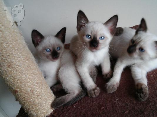 PoulaTo: Simpatični sijamski mačići