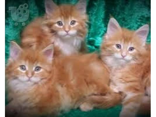 PoulaTo: Maine Coon Cats Διαθέσιμο
