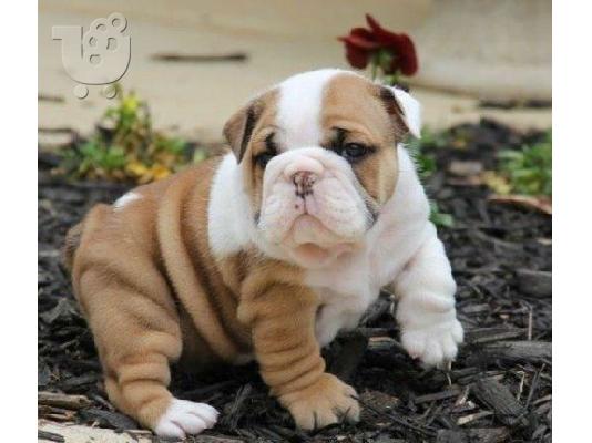 PoulaTo: Gorgeous English Bulldog puppies available