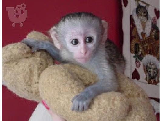 PoulaTo: baby marmoset για 300 €