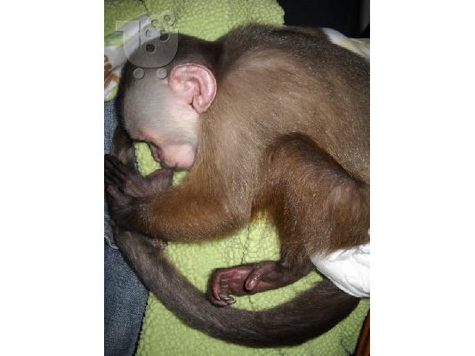 PoulaTo: Πολύ υγιείς και χαριτωμένοι πίθηκοι καπουτσίνο