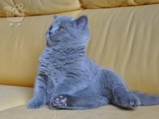 Χαριτωμένα βρετανικά μπλε κοντότριχα γατάκια μόνο whatsapp (+63-995-461-6242)...
