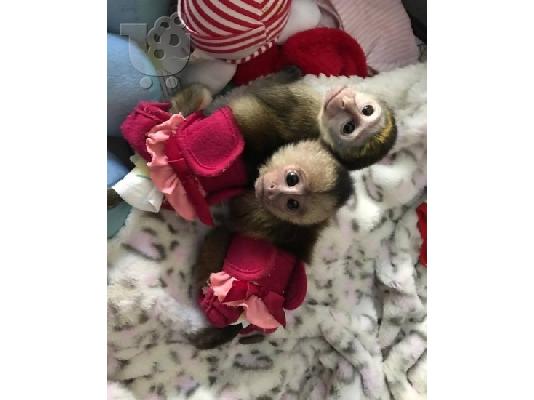 PoulaTo: Cute Capuchin Monkeys for Sale