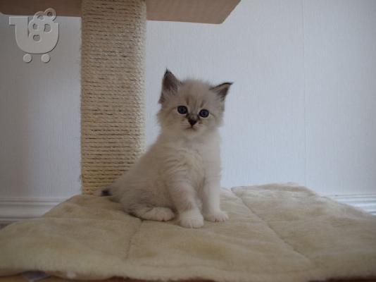 Za prodaju sibirske mačke i mačići kontaktirajte preko (whatsapp 32460219218) ili (viber 2...
