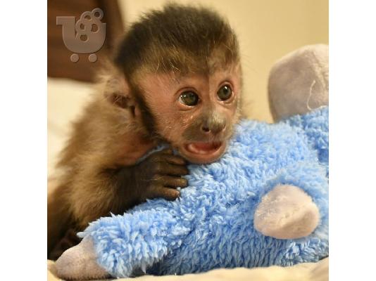 PoulaTo: Πίθηκοι καπουτσίνοι διαθέσιμοι