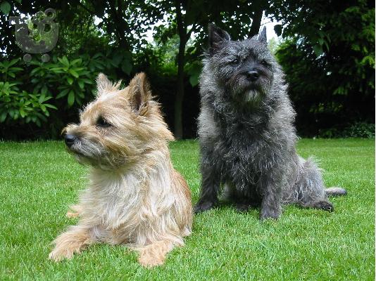 PoulaTo: Ποιοτικά, εγγεγραμμένα κουτάβια Cairn terrier