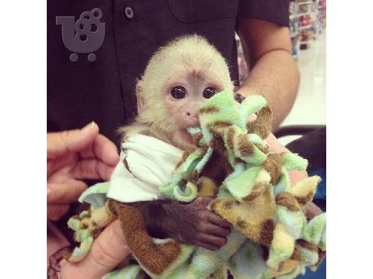 PoulaTo: ιδρώτα μαϊμού καπουκίνος μωρό για πώληση Σκιουράκια