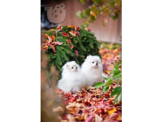 PoulaTo: Καταπληκτικά μικρά κουτάβια Pomeranian!