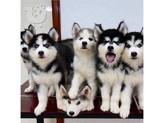 PoulaTo: Excellent Husky Siberian puppies/Σιβηρικά γεροδεμένα κουτάβια