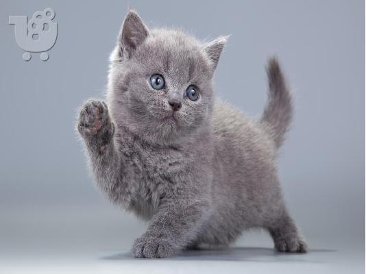 PoulaTo: Russian blue kitten - Ρωσικό μπλε γατάκι
