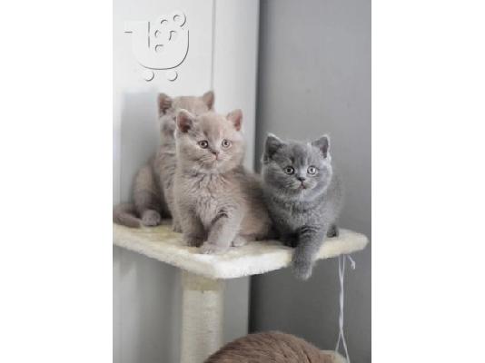 PoulaTo: lovely british shorthair kittens