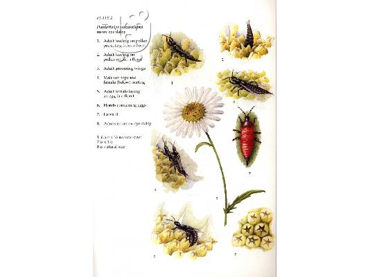 Thrips: Vol. 25 (Naturalists