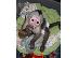 PoulaTo: Χαριτωμένοι πίθηκοι καπουτσίνοι