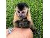 PoulaTo: Καταπληκτικοί πίθηκοι καπουτσίνων