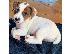 PoulaTo: Πωλούνται πολύ παιχνιδιάρικα κουτάβια Jack Russell Terrier...