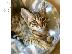 PoulaTo: Προσφέρουμε Savannah Kittens