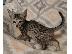 PoulaTo: Καταπληκτικά Savannah Kittens