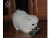PoulaTo: Καλά εκπαιδευμένο Pomeranian