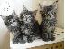 PoulaTo: Maine Coon Cats Διαθέσιμο για Χριστούγεννα