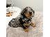 PoulaTo: Υγιή καλά εκπαιδευμένα κουτάβια dachshund