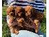 PoulaTo: Επικοινωνήστε μαζί μου μέσω Viber: ( +63-945-413-6749 ) Toy Poodle pups...