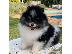 PoulaTo: Φλιτζάνι τσαγιού Pomeranian κουτάβια προς πώληση