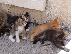 PoulaTo: Αρσενικά και θηλυκά γατάκια του Αιγαίου είναι έτοιμα να πάνε σε παντοτινά σπίτια....