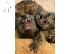 PoulaTo: Αρχική έθεσε πιθήκους marmoset μωρό