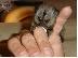PoulaTo: jovial πιθήκους marmoset δάχτυλο