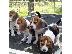 PoulaTo: Πωλούνται κουτάβια Beagle