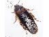 PoulaTo: Κατσαρίδες Dubia Roaches