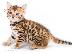 PoulaTo: BENGAL Kittens Διαθέσιμο