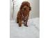 PoulaTo: Toy Poodle puppies for sale