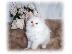 PoulaTo: χαριτωμένο Περσικό γατάκι για καλό σπίτι ενυδρεία...