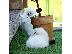 PoulaTo: Καθαρό λευκό Pomeranian έτοιμο για νέο σπίτι