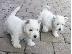 PoulaTo: Διαθέσιμα κουτάβια Magnificent West Highland White Terrier