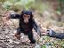 PoulaTo: μωρό χιμπατζή για € 300