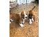 PoulaTo: amazing basset hound puppies for adoption