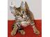 PoulaTo: Επικοινωνήστε μαζί μου μέσω Viber: ( +63-945-413-6749 ) Bengal kittens...