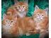 PoulaTo: Maine Coon Cats Διαθέσιμο