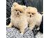 PoulaTo: Όμορφα κουτάβια Pomeranian για καλό σπίτι