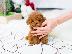PoulaTo: Καθαρόαιμα κουτάβια Toy Poodle