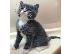 PoulaTo: Pedigree American Shorthair Kittens