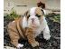 PoulaTo: Gorgeous English Bulldog puppies available