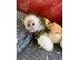 PoulaTo: ιδρώτα μαϊμού καπουκίνος μωρό για πώληση εξοπλισμός...