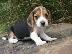 PoulaTo: Κουτάβια Beagle