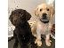 PoulaTo: Εγγεγραμμένα κουτάβια Labrador Retriever προς πώληση